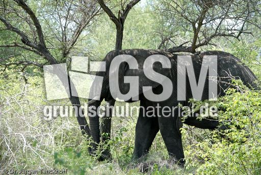Afrikanischer Elefant (2 von 131).jpg